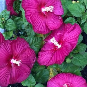 Meet your Posher, Gretchen